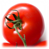 pomidor, pomidory